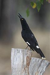 Pied Currawong